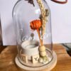 Cloche en verre