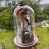 Cloche en verre